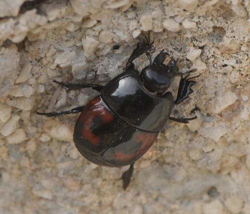 Hister quadrimaculatus